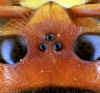 ocellen; Foto: Dr. Elmar Billig