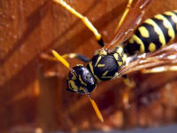 Foto: Volker Borovsky; Polistes dominulus