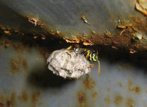  Foto: Evghenyi Martunov; Polistes nimpha 