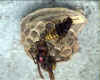 Markierte Knigin; Foto: Dr. Elmar Billig