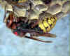 Markierte Knigin; Foto: Dr. Elmar Billig