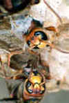 schlupf1