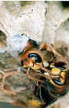 schlupf2