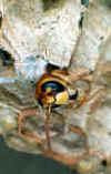 schlupf3