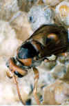 schlupf6