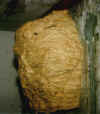 Groes Hornissen-Nest
