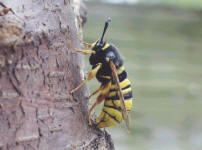 Sesia bembeciformis; Foto: Ian Kimber