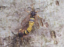 Sesia bembeciformis; Foto: Ian Kimber