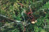 Grolibelle als Beute einer Hornisse, Bild 2