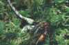 Grolibelle als Beute einer Hornisse, Bild 6