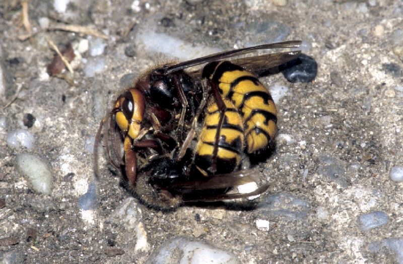 Kommentkampf / Beschdigungskampf, Foto: Thomas Rickinger