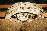 In  this  size  the  nest  accommodates approximately  150 animals