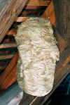 Groes Nest