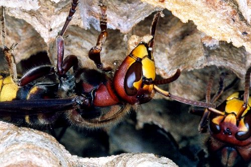 Hornisse beim Ausbau des Nestes, Foto: Dr. Elmar Billig