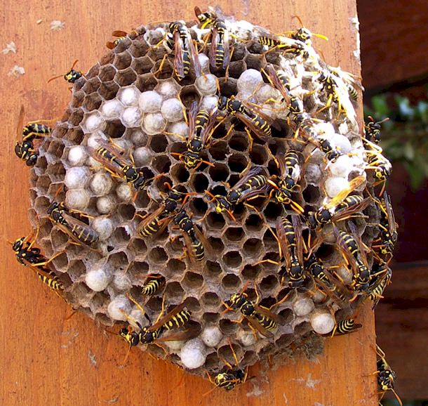  Foto: Volker Borovsky; Kolonie von Polistes dominulus
