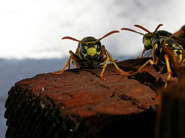 Jungkniginnen von Polistes dominulus, Foto: Thomas Rickinger