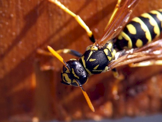  Foto: Volker Borovsky; Polistes dominulus