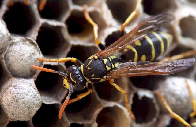  Foto: Volker Borovsky; Polistes dominulus