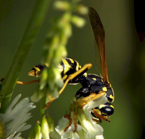  Foto: Volker Borovsky; Polistes dominulus besucht eine Blte