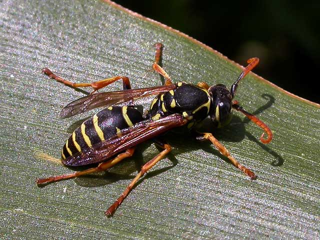 Drohn von Polistes sp. hier erkennt man sehr schn das typische Erkennungsmerkmal, die eingerollten Fhlerspitzen, Foto:Thomas Rickinger