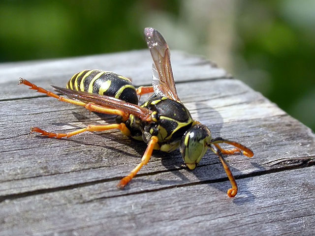  Drohn von Polistes nimpha beim Sonnenbad, Foto:Thomas Rickinger