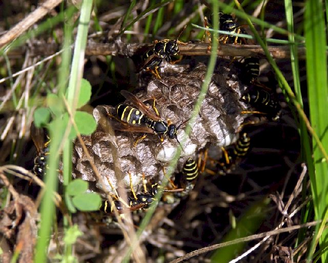  Foto: Volker Borovsky; Kolonie von Polistes nimpha