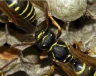  Foto: Volker Borovsky; Polistes nimpha