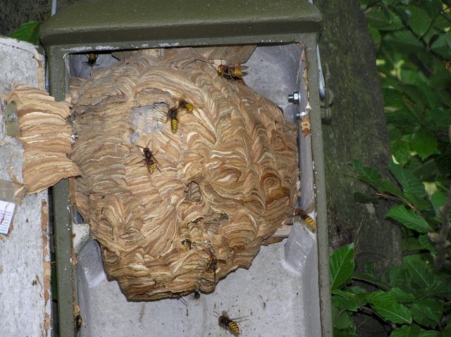 Nestausbau 2 Wochen nach der Umsiedlung; Foto: Robert Ripberger
