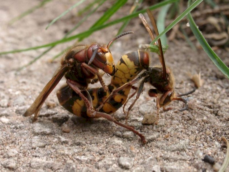 Die Paarung, Foto: Robert Ripberger