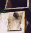 hkasten3.jpg (56945 Byte)