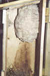 Das etwa 30cm lange und im Durchmesser ca. 20cm große Nest.