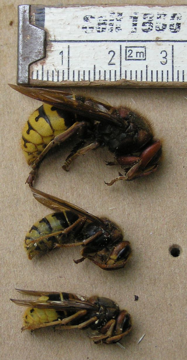 Foto von Stefan Dehren