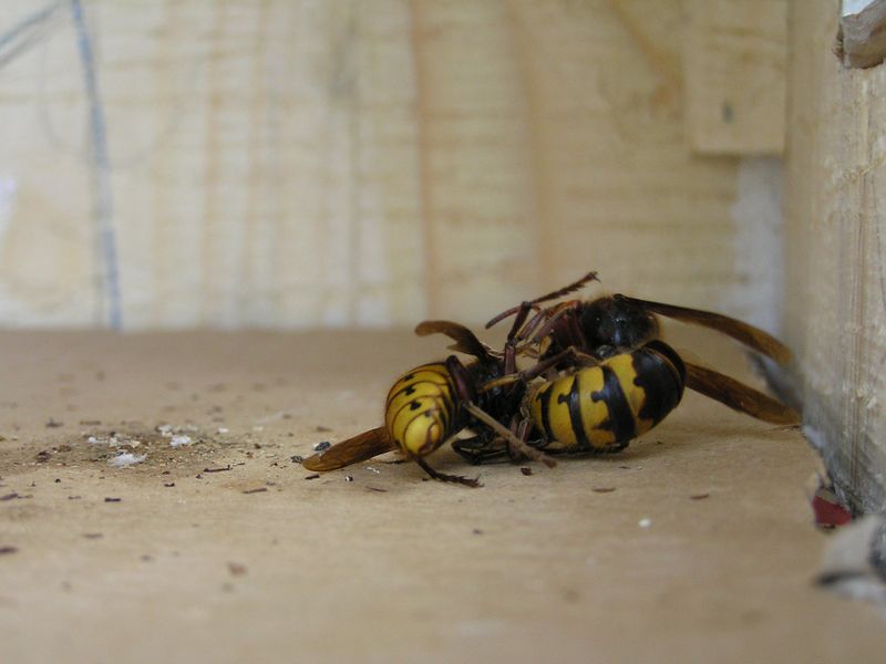 Foto von Stefan Dehren