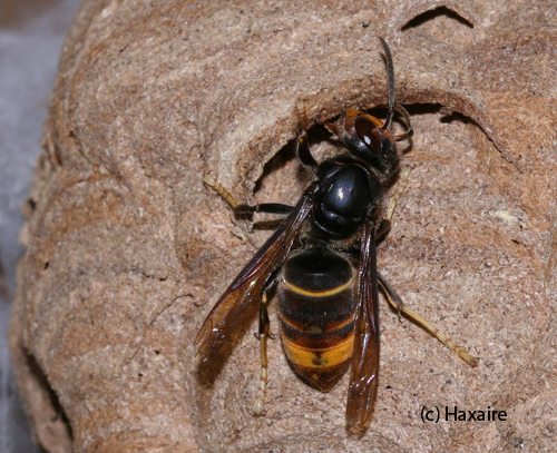 Copyright: Haxaire - Nestbau Vespa velutina