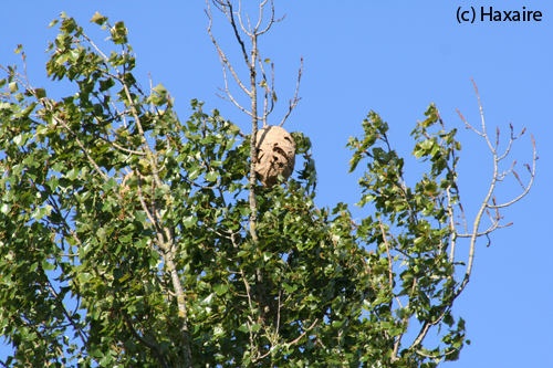 Copyright: Haxaire - Nest Vespa velutina im Nestbaum