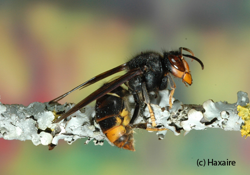 Copyright: Jean Haxaire - Seitenansicht Vespa velutina