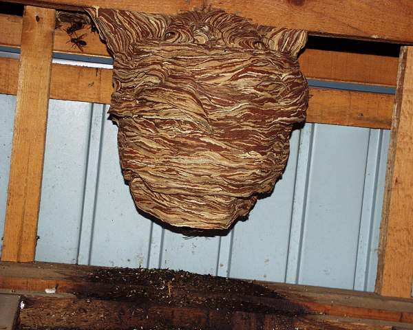 Nest der Vespa dybowskii, Foto: Takehiko Kusama