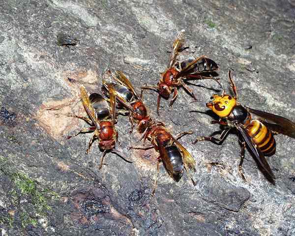 Vespa mandarinia attackiert Vespa dybowskii, Foto: Takehiko Kusama