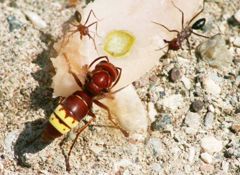 Vespa orientalis;  Foto: Oliver Schtzlein, aufgenommen in Kemer in der Trkei