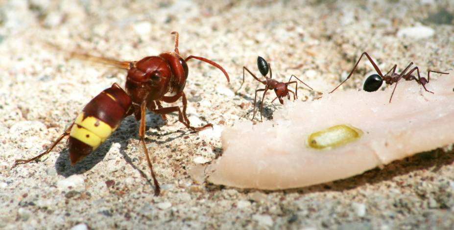 Vespa orientalis;  Foto: Oliver Schtzlein, aufgenommen in Kemer in der Trkei