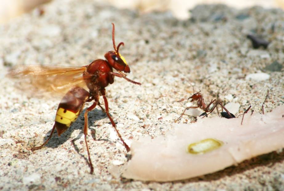 Vespa orientalis;  Foto: Oliver Schtzlein, aufgenommen in Kemer in der Trkei