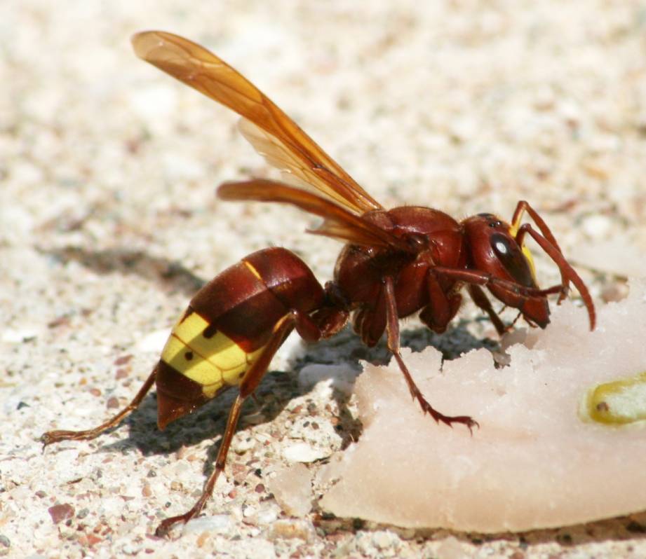 Vespa orientalis;  Foto: Oliver Schtzlein, aufgenommen in Kemer in der Trkei
