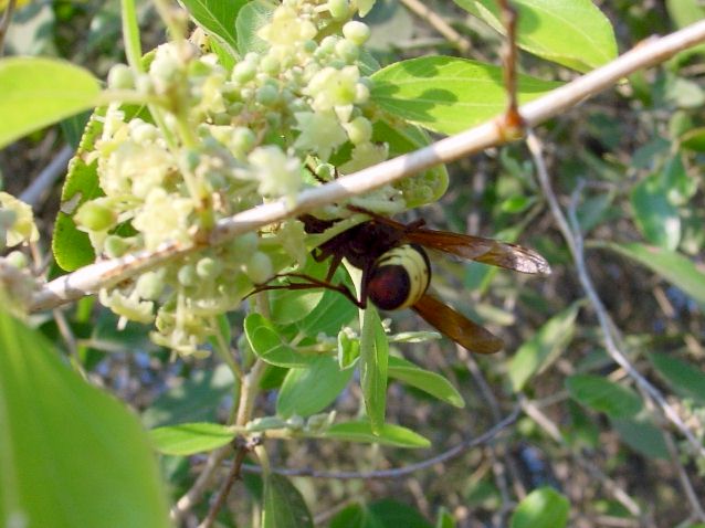 Vespa orientalis; Fotos: Holger Martz, aufgenommen in 09/2001 in Tel Aviv im Stadtteil Raman Aviv, Israel