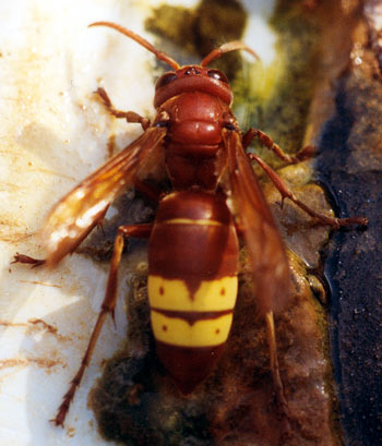 Vespa orientalis; Foto: Gtz Lck, aufgenommen in der Osttrkei
