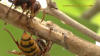 Video "Ringeln einer Hornisse"