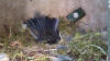 Video "Hornisse und Vogel im gleichen N istkasten"