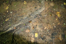 betrunkene Hornissen; Foto: Prof. Dr. Ulrich Schreiber