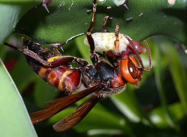 Fotos: Hsu,Ching-hung, Taiwan; Vespa ducalis frit Polistes Larven