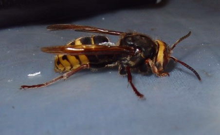 Vespa crabro var. altaica Prez 1910