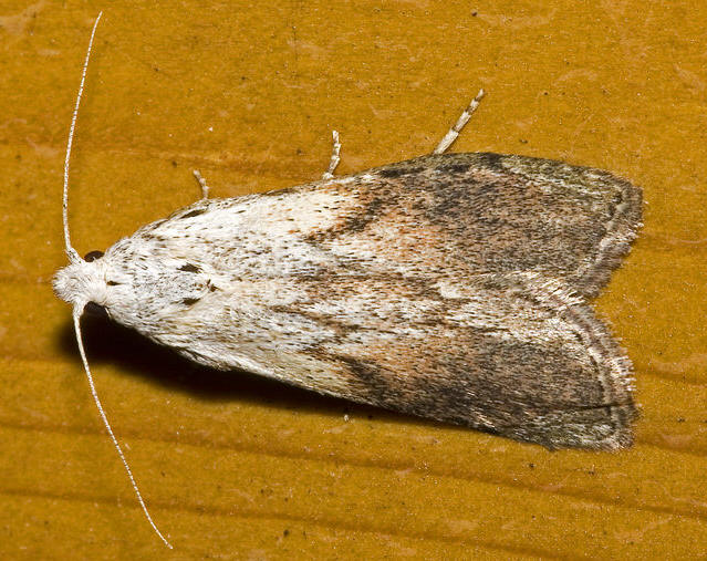 Aphomia sociella  Linnaeus, 1758; Foto: Olaf Leillinger